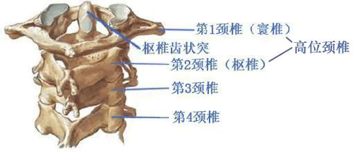 高位頸椎，我們脆弱的生命瓶頸