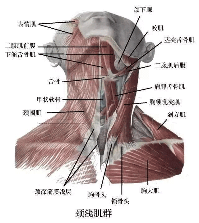 如何預防肌肉勞損與頸椎?。? />                    <h6 class=