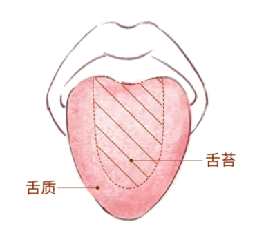 一看就懂！簡單實用的舌診圖譜，教你快速從3方面辨別疾病（多圖教學?。? />                    <h6 class=